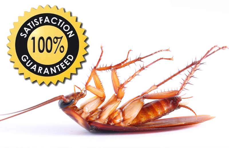 24 Hour Emergency Pest Control Services near Swifton, Arkansas