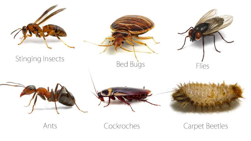 general pest control in Springfield