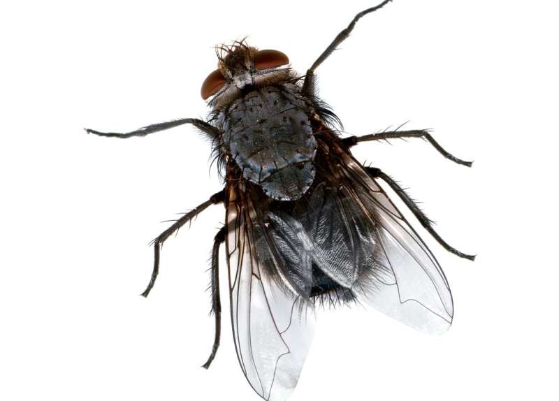 pest control pro in Rib Mountain