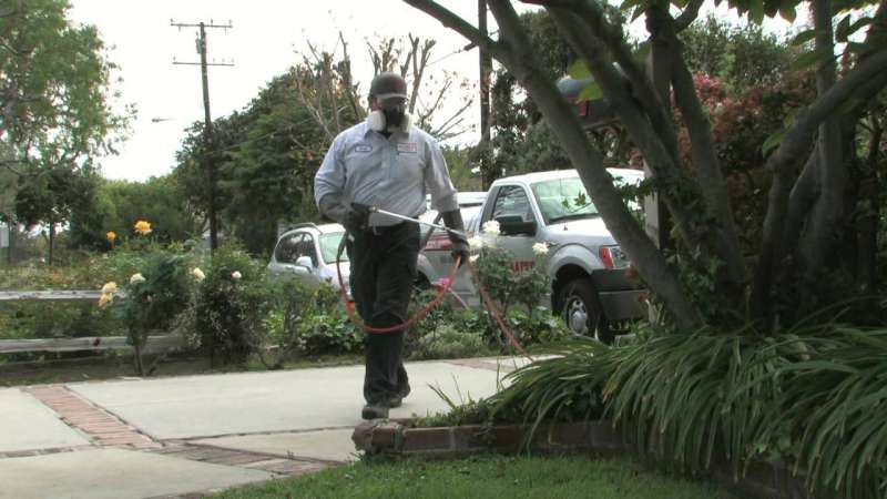 cockroach pest control in Ridgway Borough