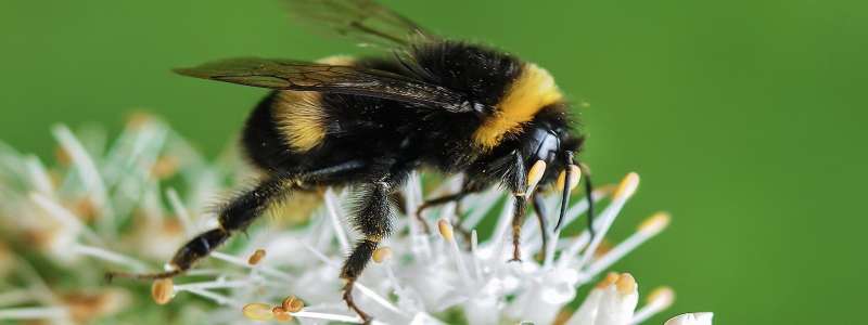 commercial pest control services in Summit