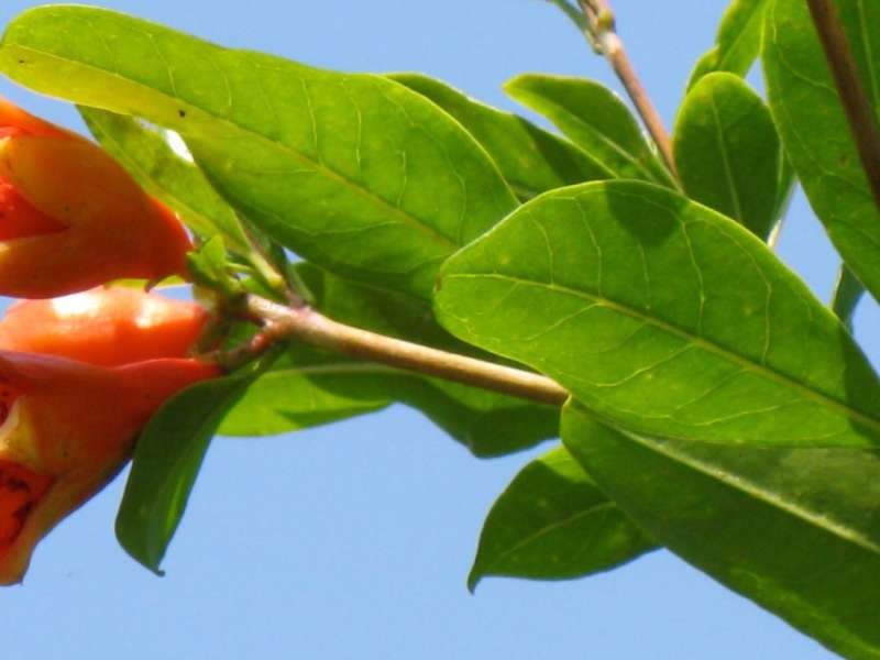 pest control professional in Walshville Village