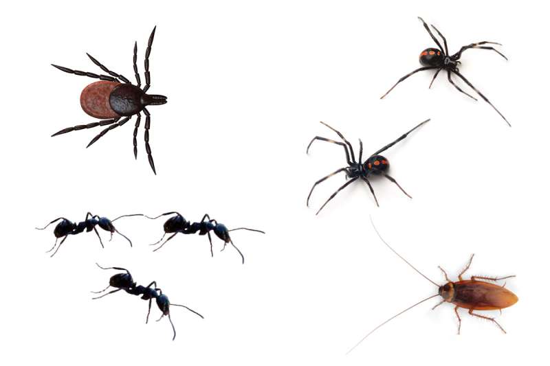 pest control ants in Swarthmore Borough