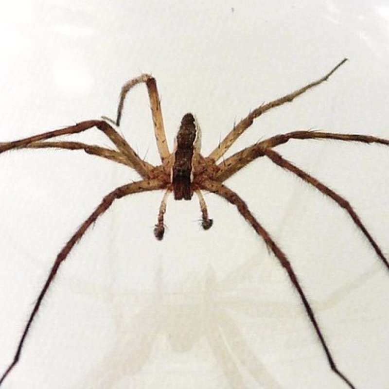 24 Hour Emergency Pest Control Services near Streetsboro, Ohio