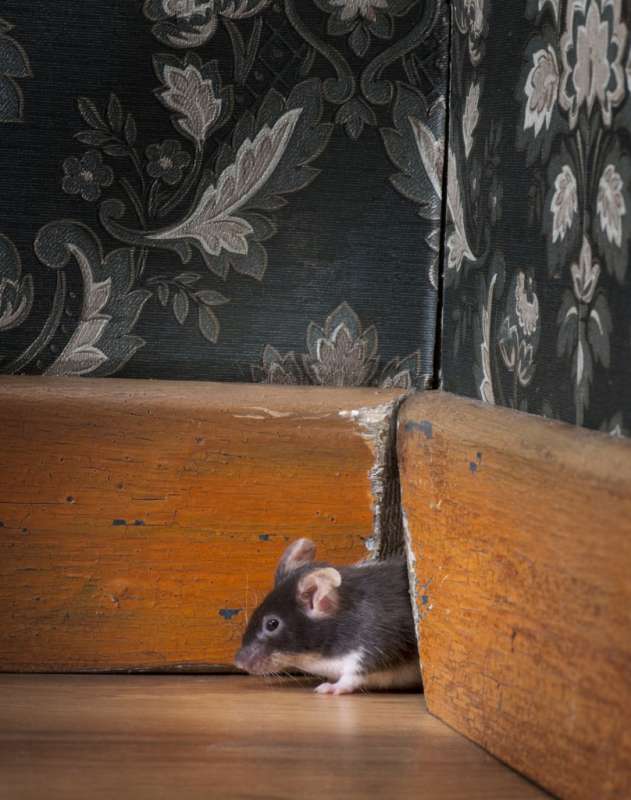 organic pest control companies in Rutledge