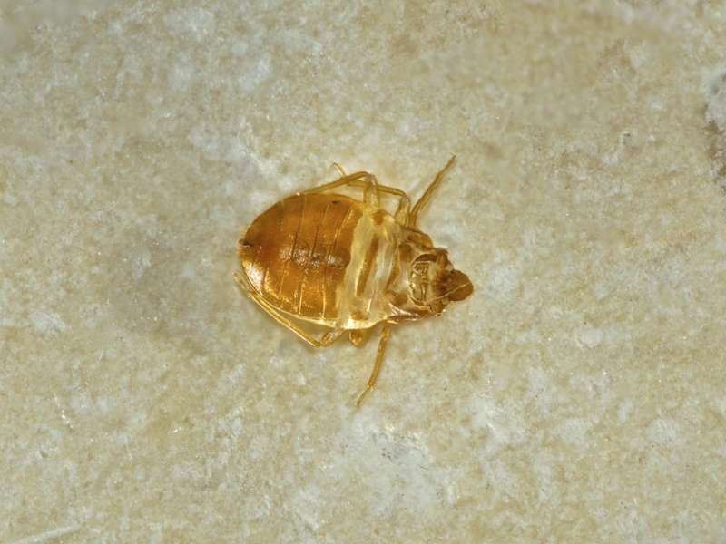 termite pest control service in McArthur