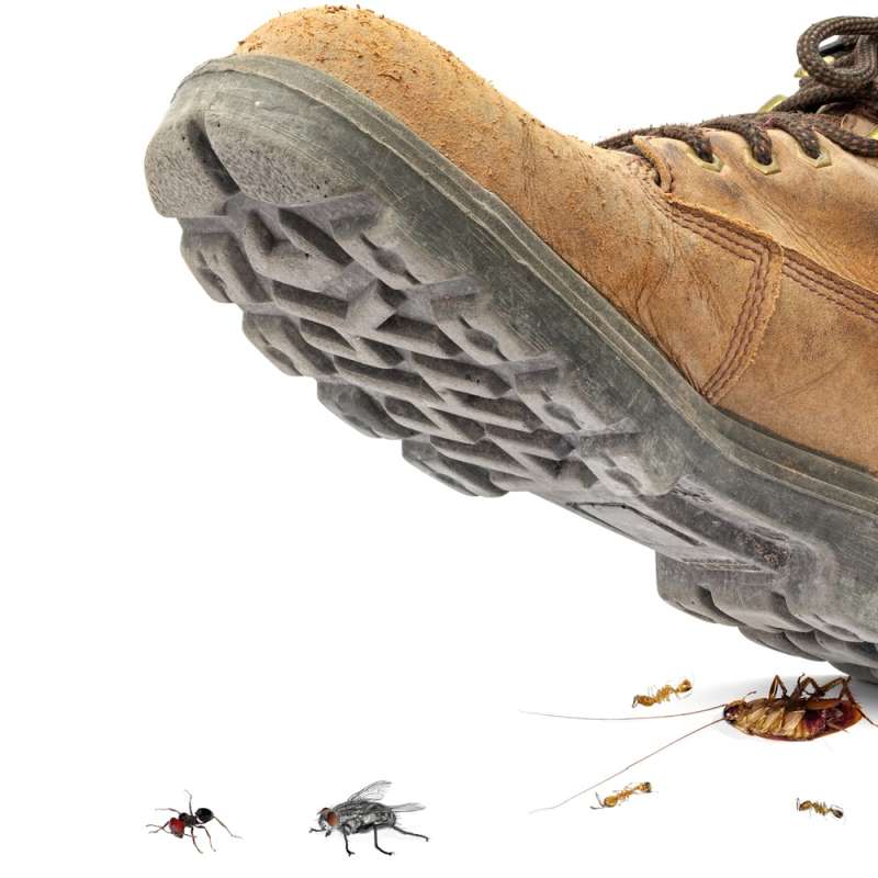 pest control program in Casselman Borough