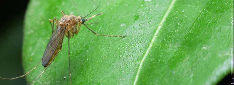 environmental pest control in Millheim