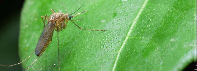 24 Hour Emergency Pest Control Services near Attapulgus, Georgia