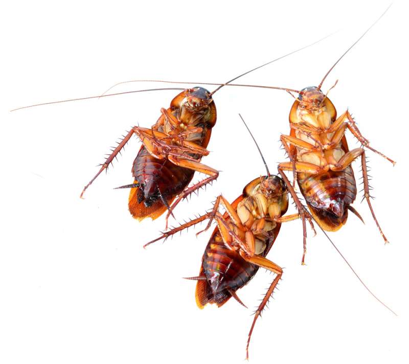 24 Hour Emergency Pest Control Services near Ballwin, Missouri