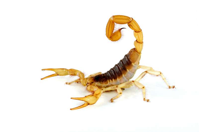 24 Hour Emergency Pest Control Services near Altamont Village, New York