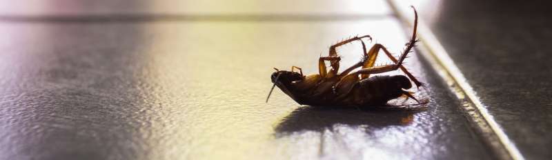 24 Hour Emergency Pest Control Services near Edom, Texas