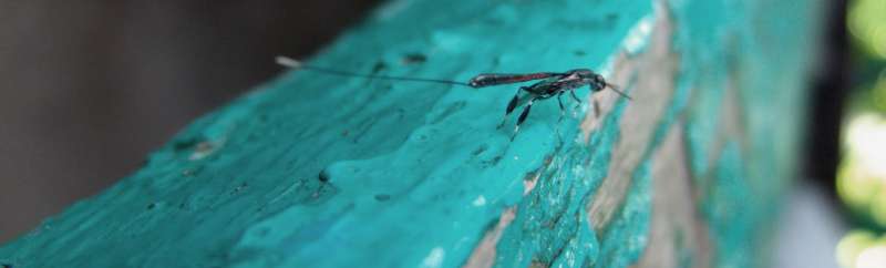 mosquito pest control in Plum Springs