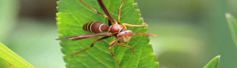 bug out pest control in Carter County