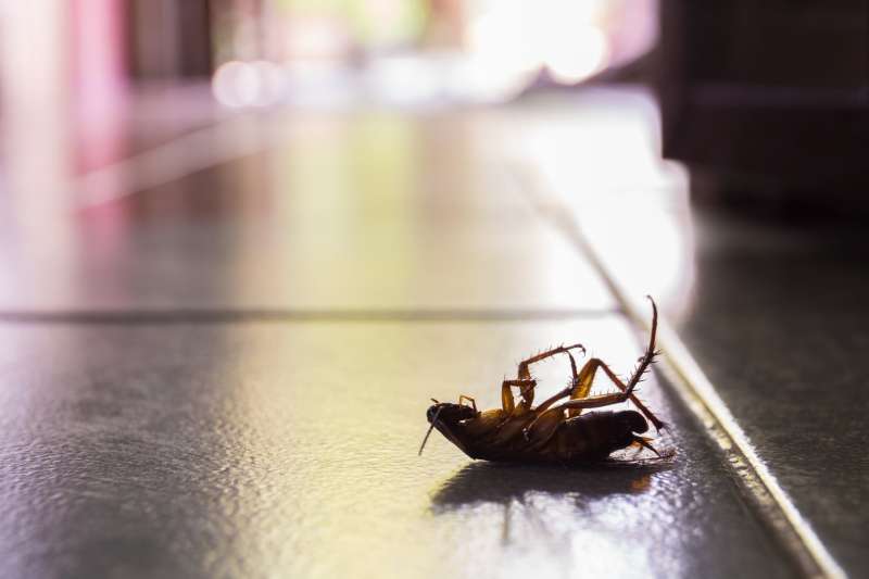 bug out pest control in Cheney