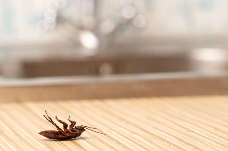 bird pest control in West Hurley