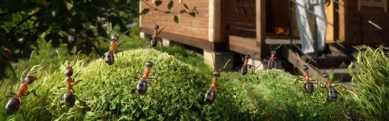 pest free pest control in Summit