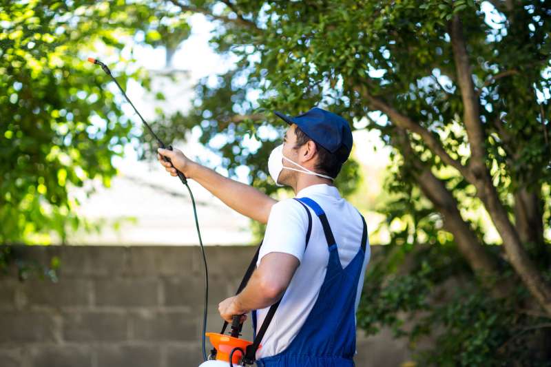 cedar oil pest control in Old Union