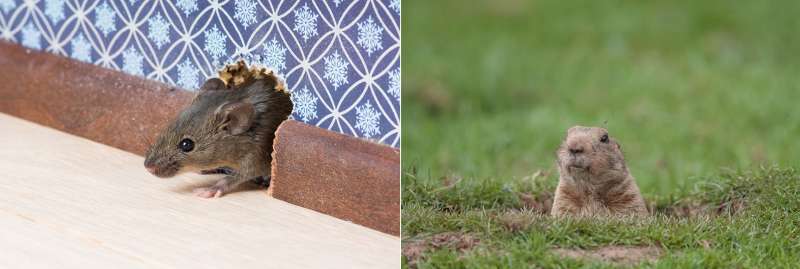 pest pro in Escondido