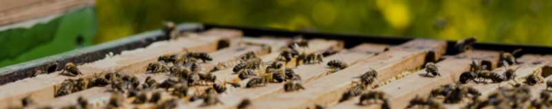 indoor pest control in Carolina Beach