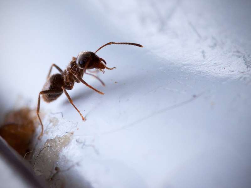 spider pest control in Clay Center Village