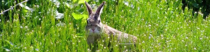 pest control program in Gulfcrest