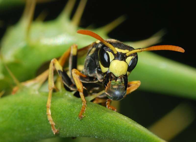 pest control for spiders in Red Lake County