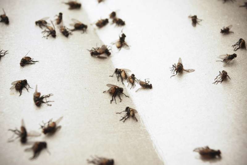 24 Hour Emergency Pest Control Services in Shawnee, Oklahoma