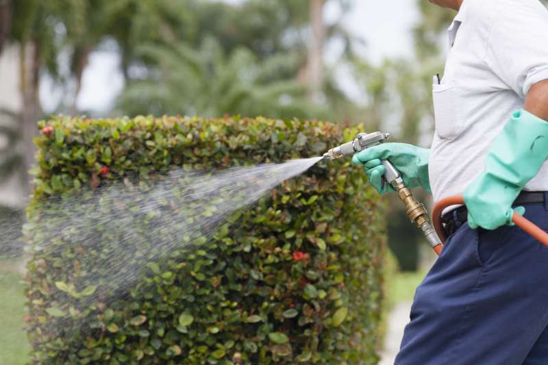 24 Hour Emergency Pest Control Services in Gober, Texas