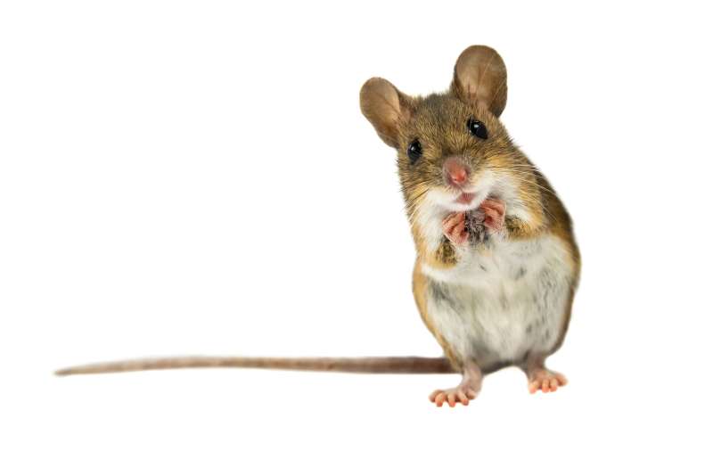 24 Hour Emergency Pest Control Services in Calumet, Minnesota
