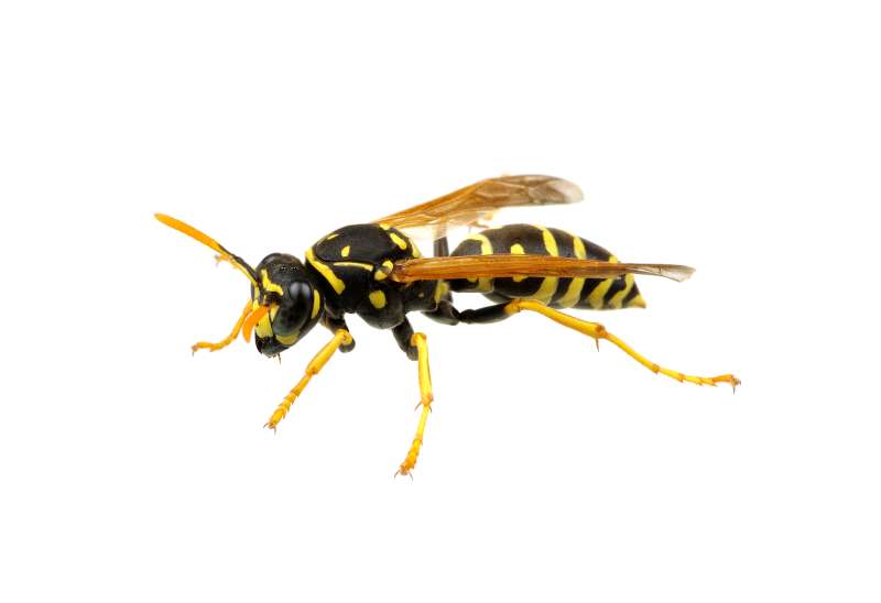fly pest control in Frederick