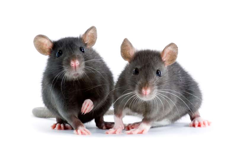 local pest control services in South Purmela
