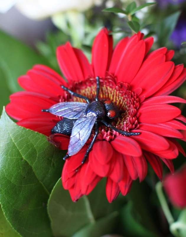 pest control program in Highland Village