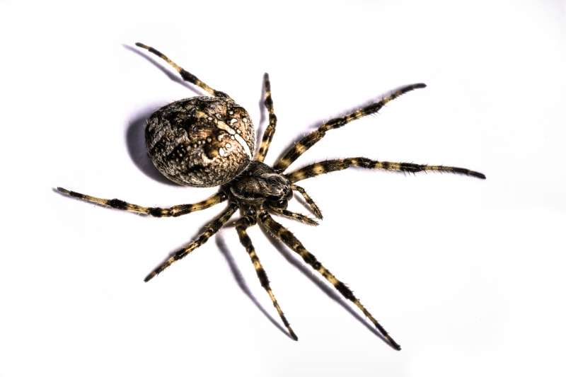 24 Hour Emergency Pest Control Services in Nichols Hills, Oklahoma