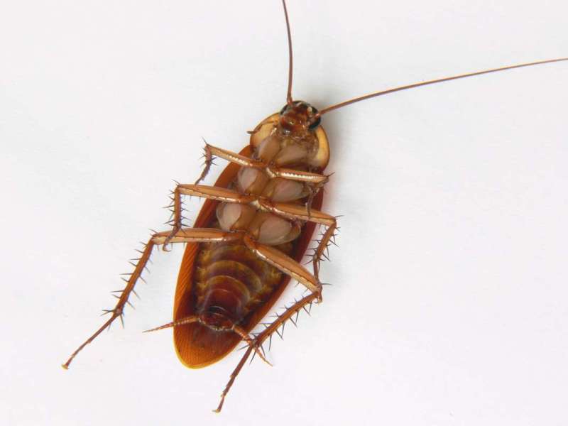 cockroach pest control in Beverly Hills