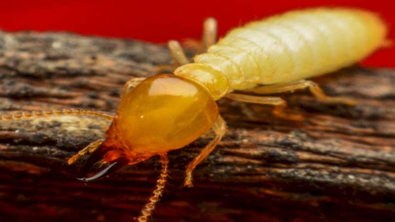 24 Hour Emergency Pest Control Services in Highland Heights, Kentucky