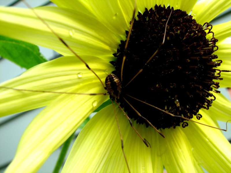 24 Hour Emergency Pest Control Services in Lauderdale, Minnesota