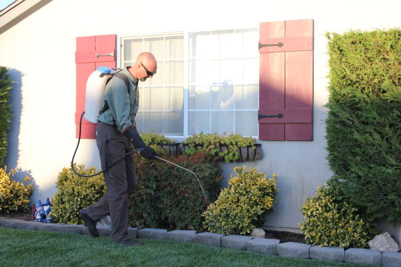 pest control for spiders in New Braunfels