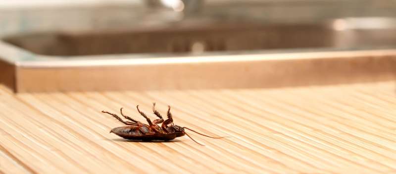 24 Hour Emergency Pest Control Services in Washington County, Utah