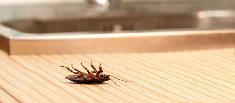 24 Hour Emergency Pest Control Services in Townsend, Massachusetts