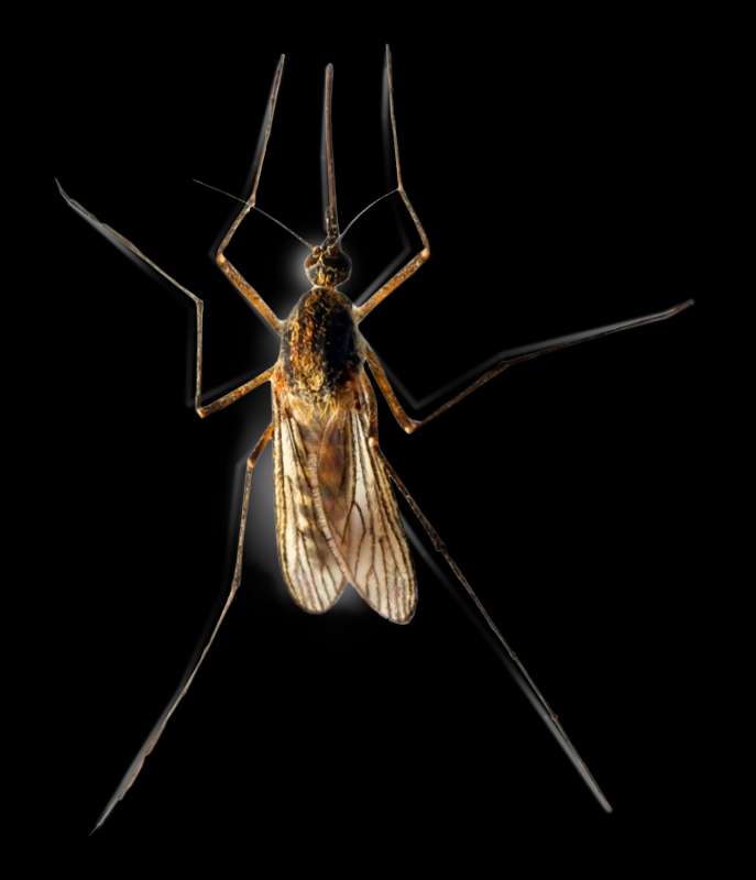bug off pest control in Rudolph