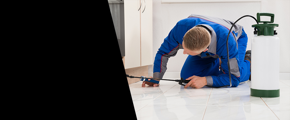 Superior Pest Control Services